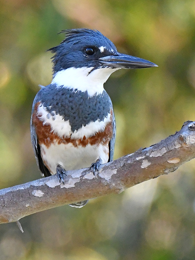 Kingfisher2.jpg