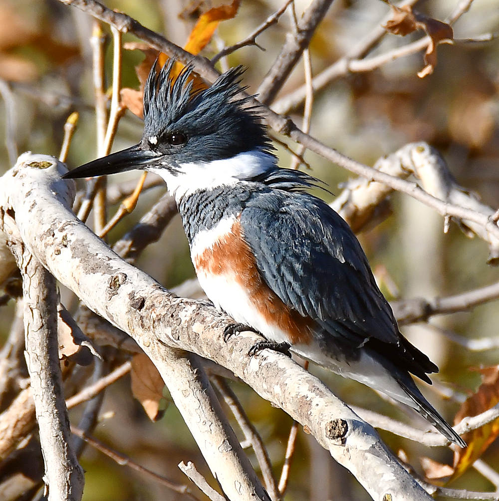 Kingfisher2.jpg