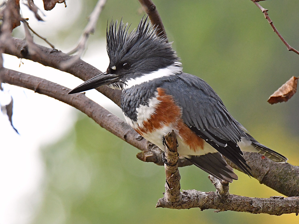 Kingfisher2.jpg
