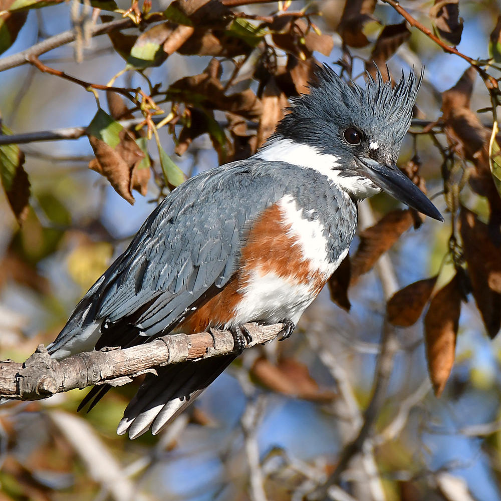 Kingfisher2.jpg