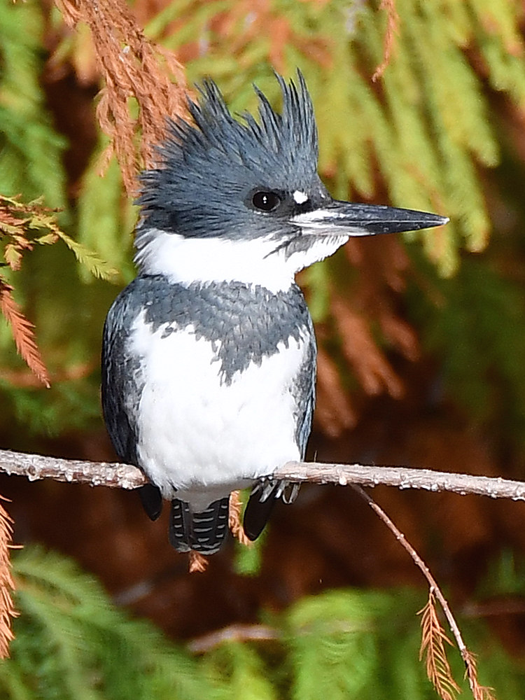 Kingfisher2.jpg