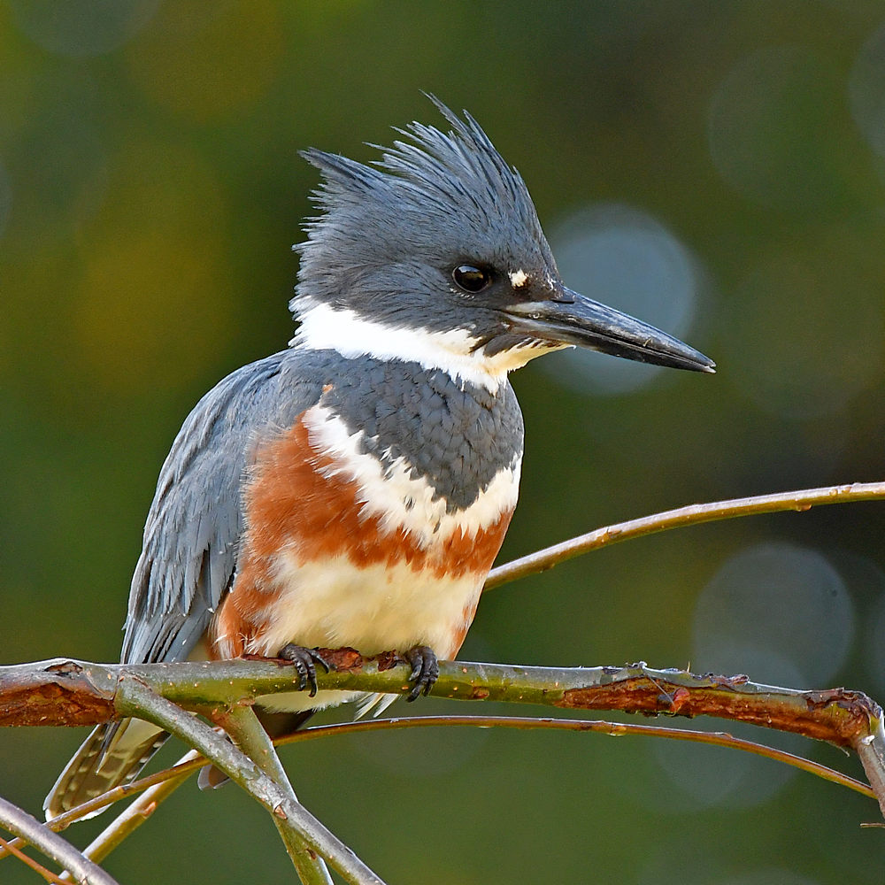 Kingfisher2.jpg
