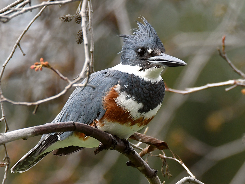 Kingfisher2.jpg