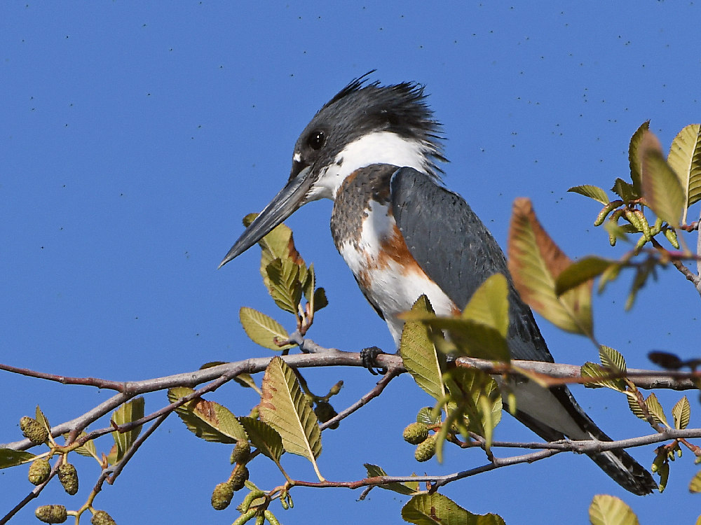 Kingfisher2.jpg