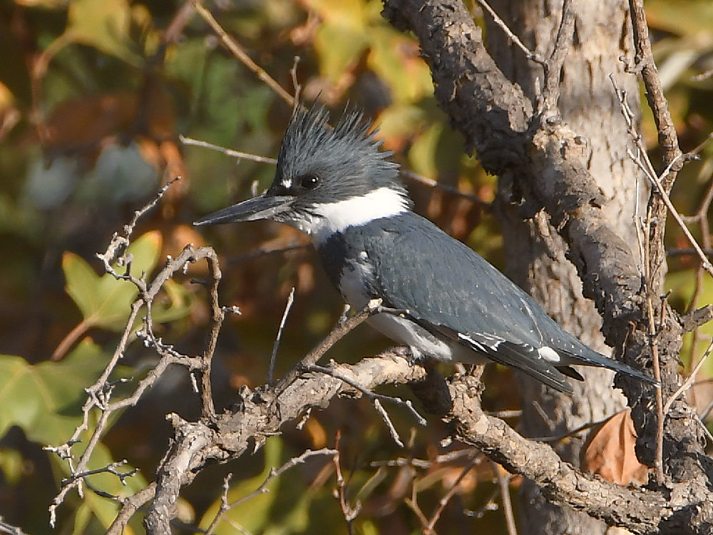 Kingfisher2.jpg