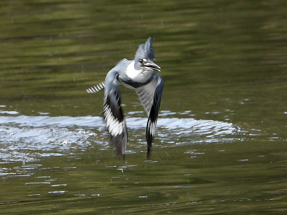 Kingfisher2.JPG