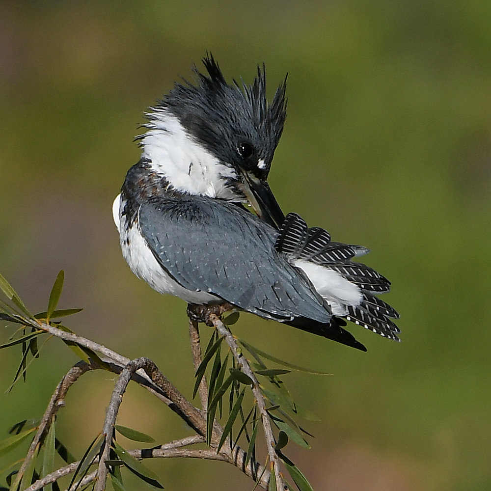 Kingfisher2.jpg