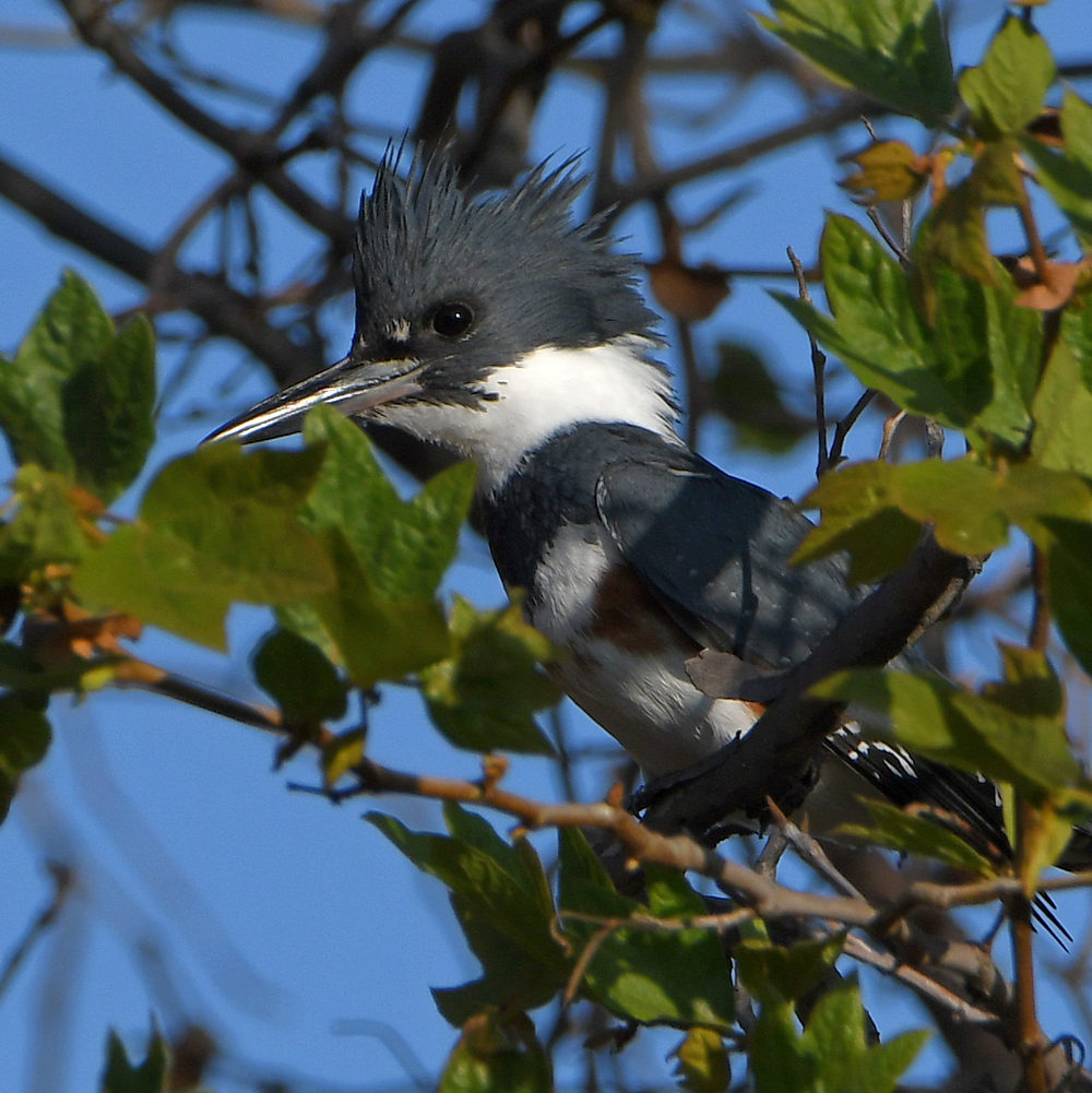 Kingfisher2.jpg