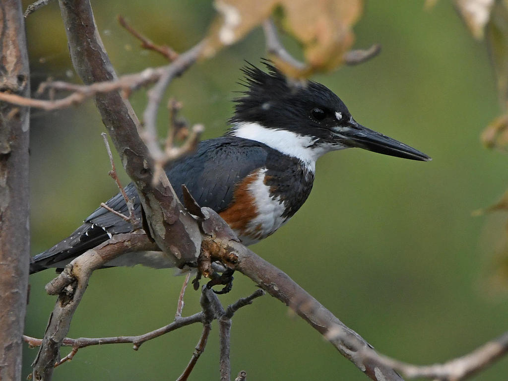 Kingfisher2.jpg