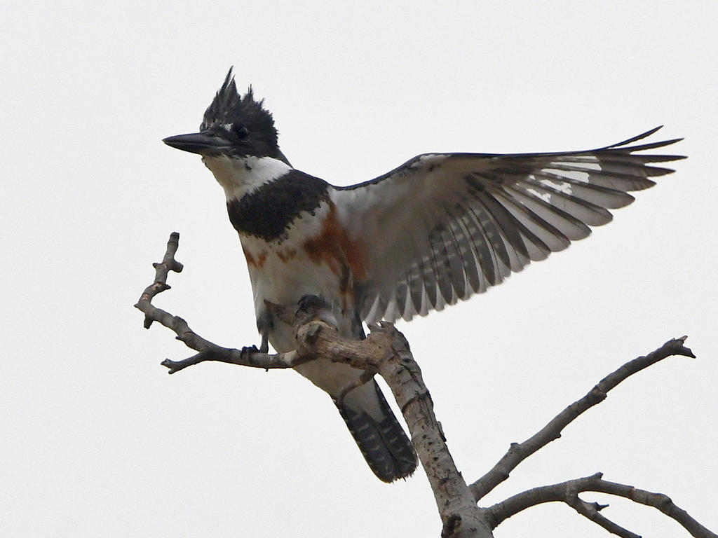 Kingfisher2.jpg