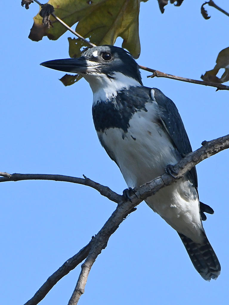 Kingfisher2.jpg