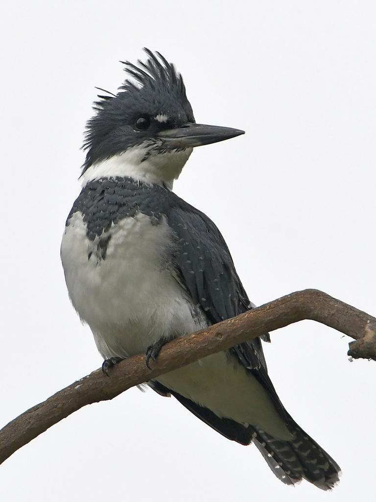 Kingfisher2.jpg