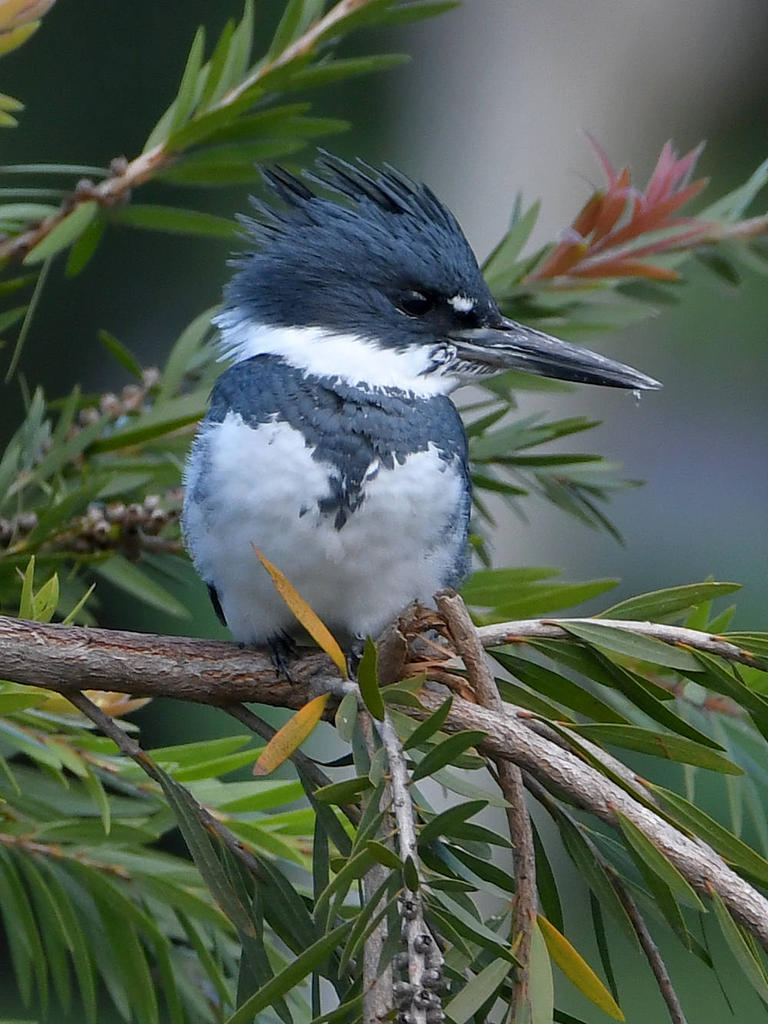 Kingfisher2.jpg