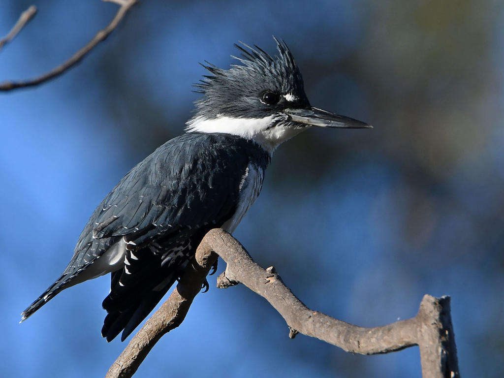 Kingfisher2.jpg
