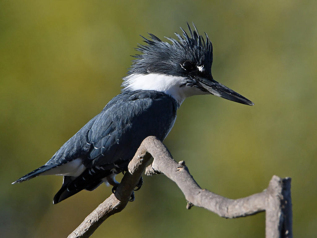 Kingfisher2.jpg
