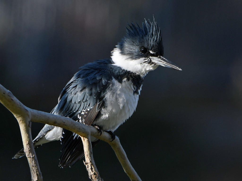 Kingfisher2.jpg