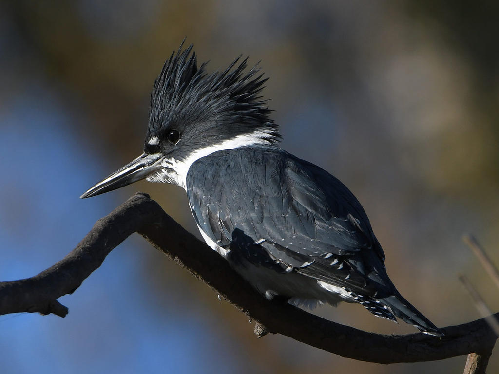 Kingfisher2.jpg