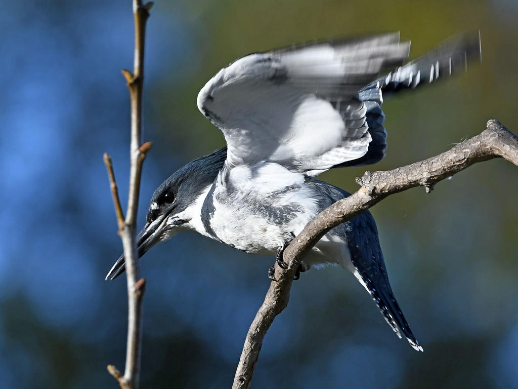 Kingfisher2.jpg