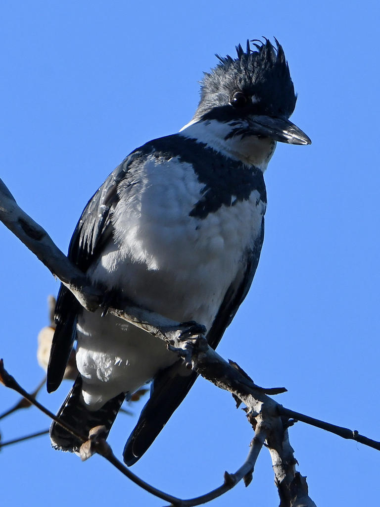 Kingfisher2.jpg
