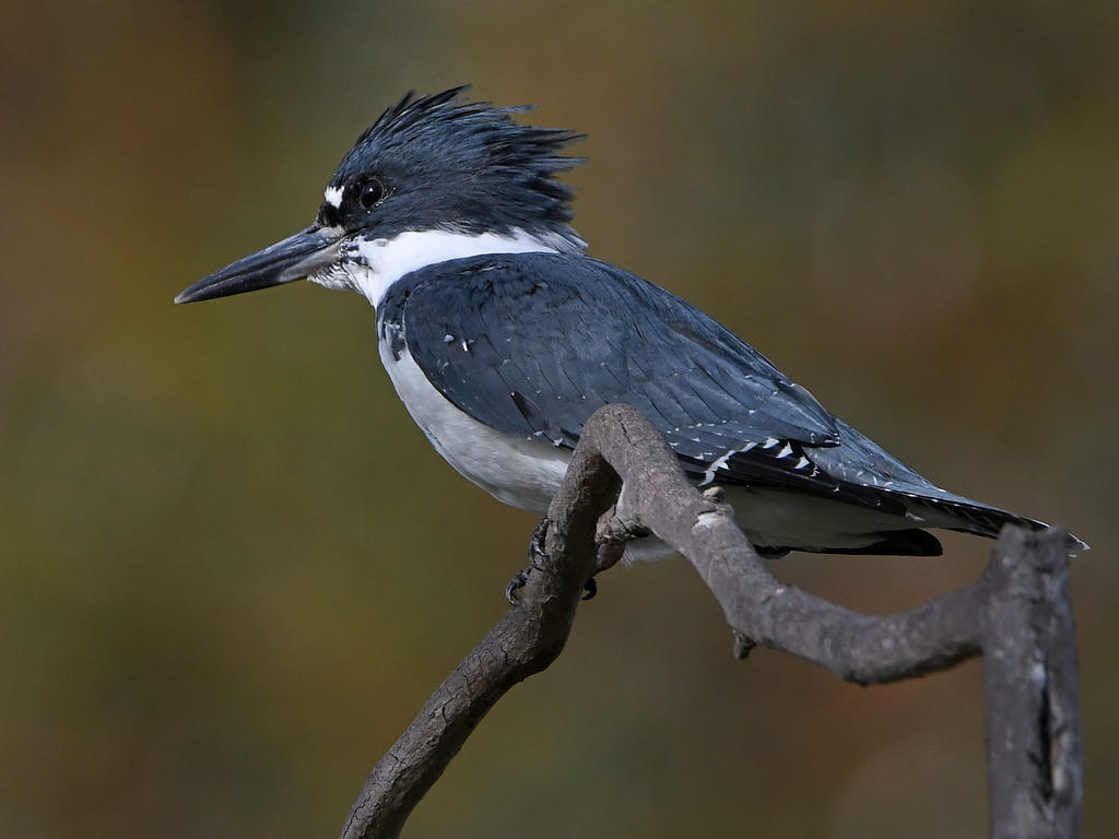 Kingfisher2.jpg
