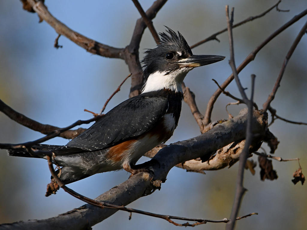 Kingfisher2.jpg