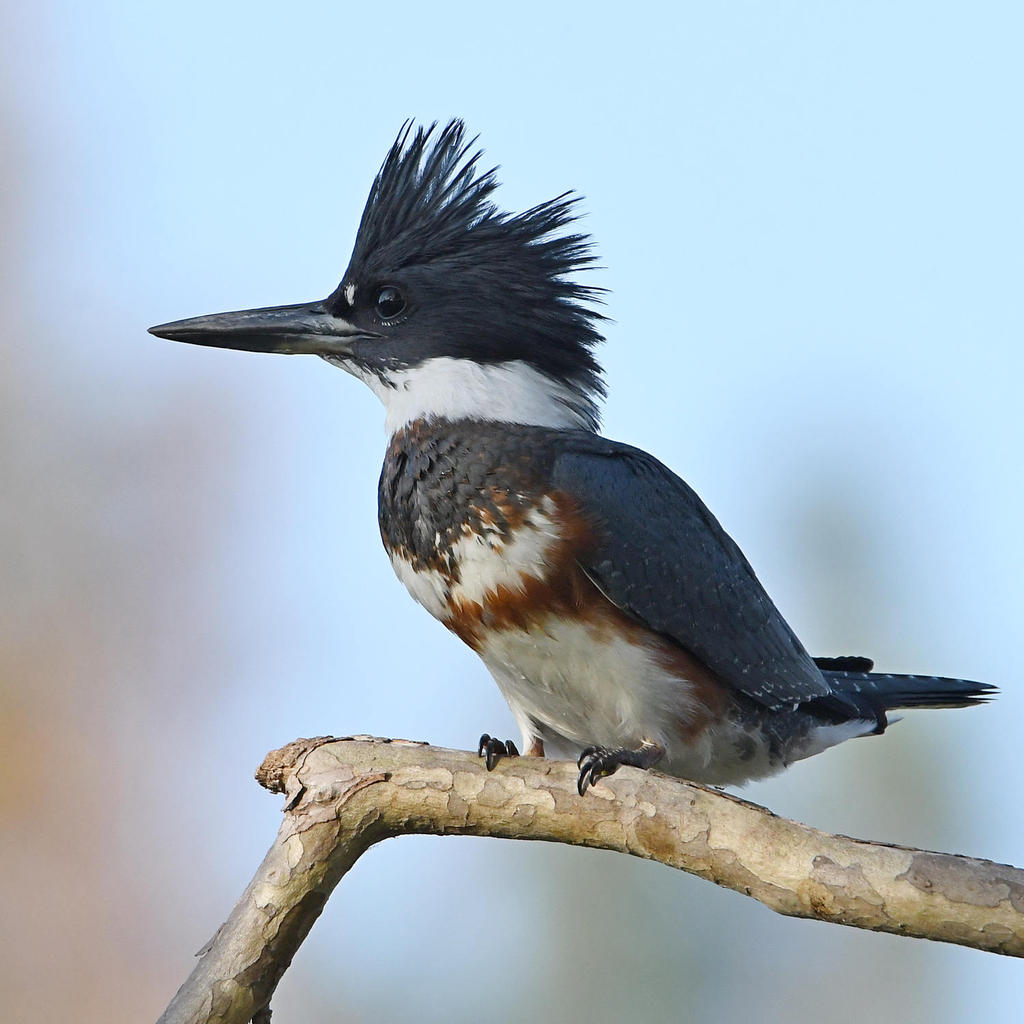Kingfisher2.jpg