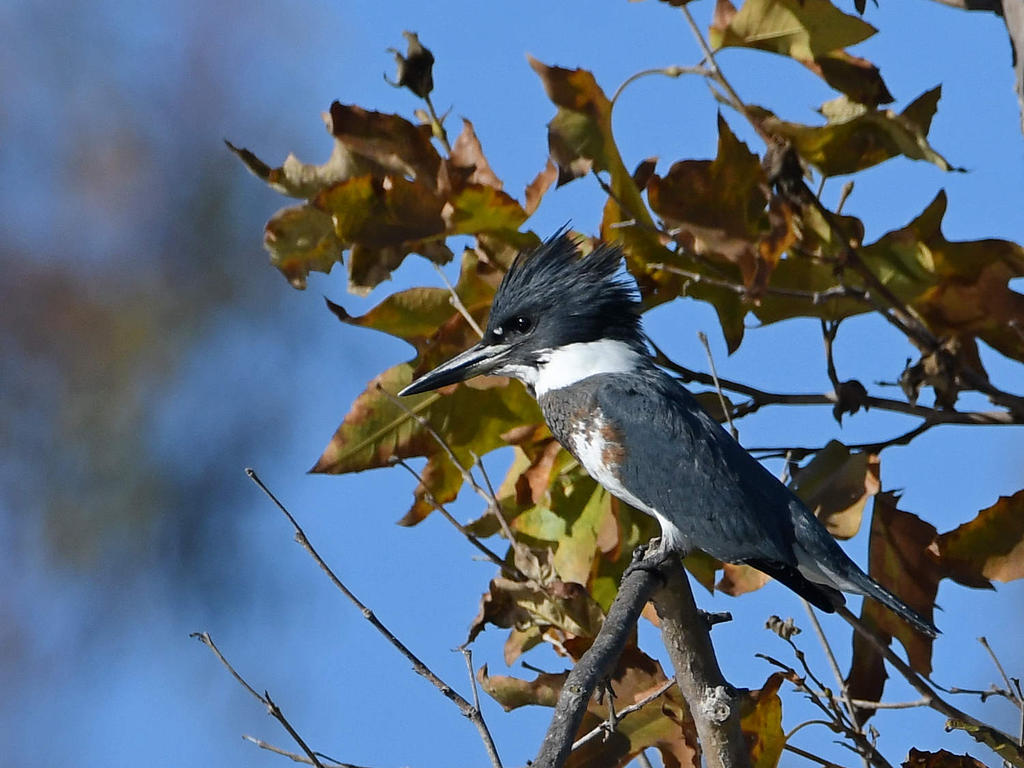 Kingfisher2.jpg