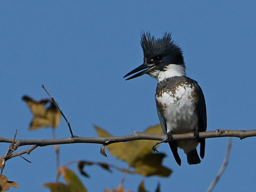 Kingfisher2.jpg