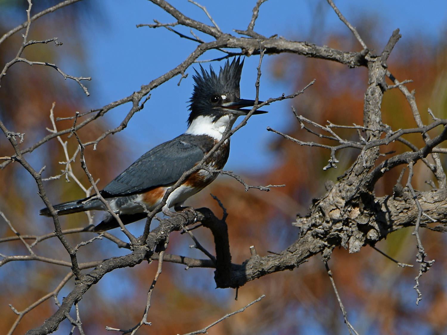 Kingfisher2.jpg