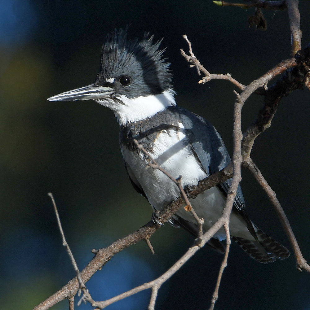 KingFisher20.jpg