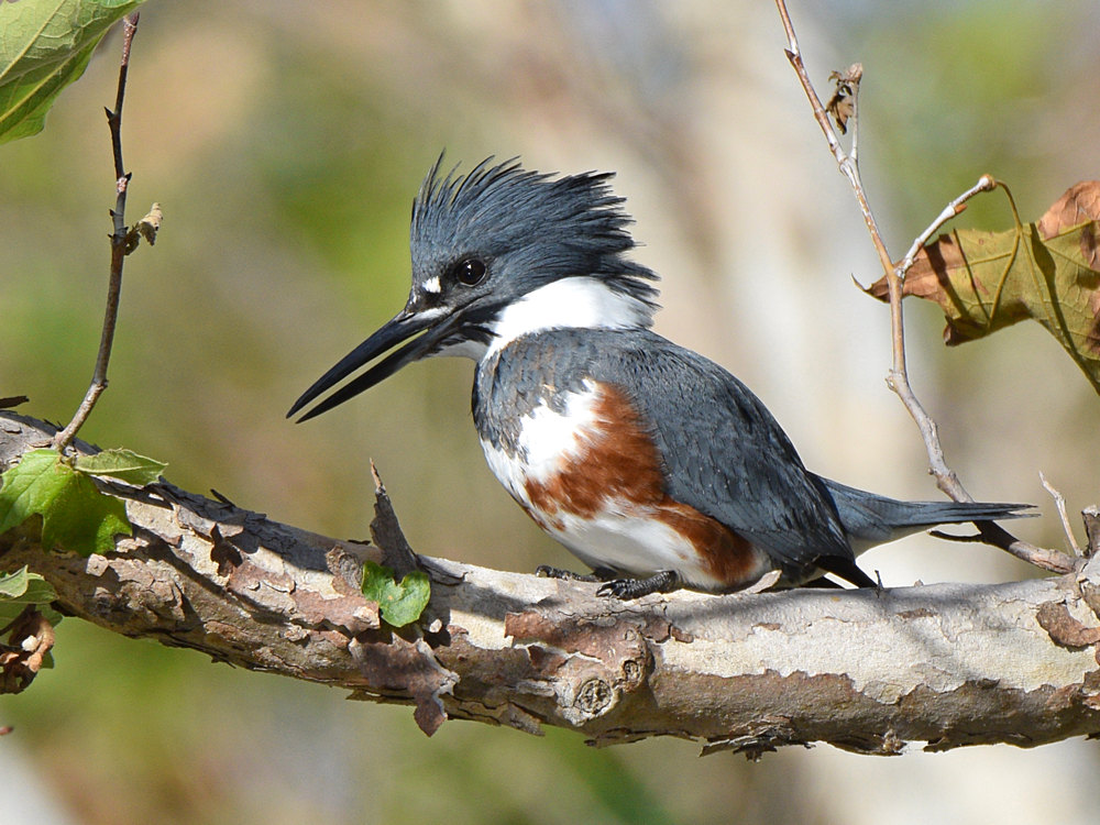 Kingfisher2_2015_11_26.jpg