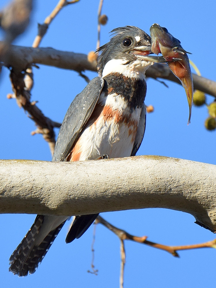 Kingfisher3.jpg