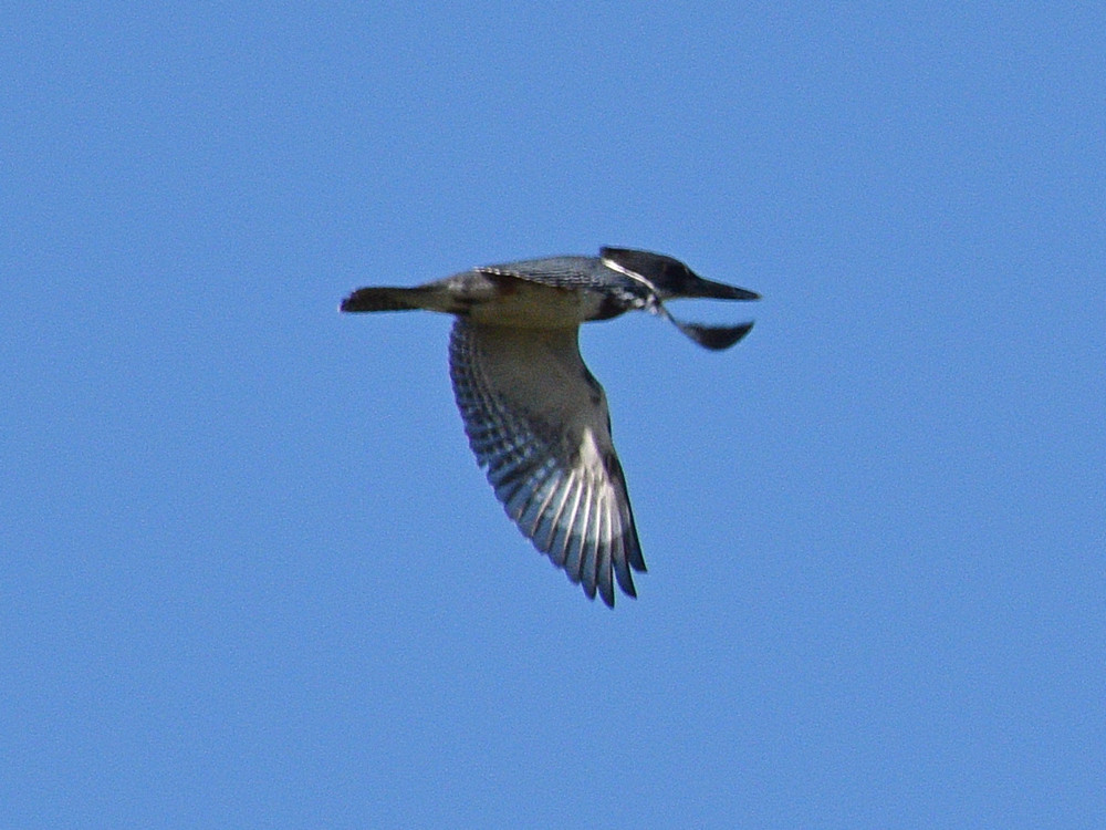 Kingfisher3.jpg