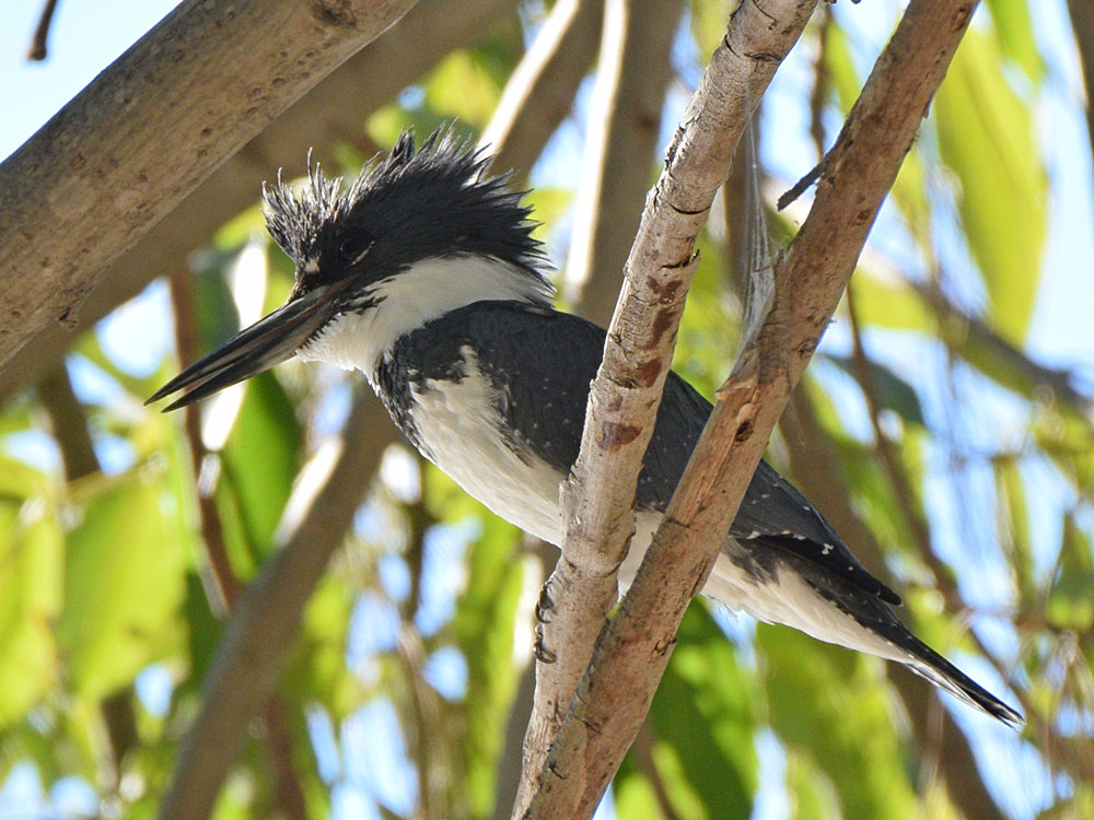 Kingfisher3.jpg