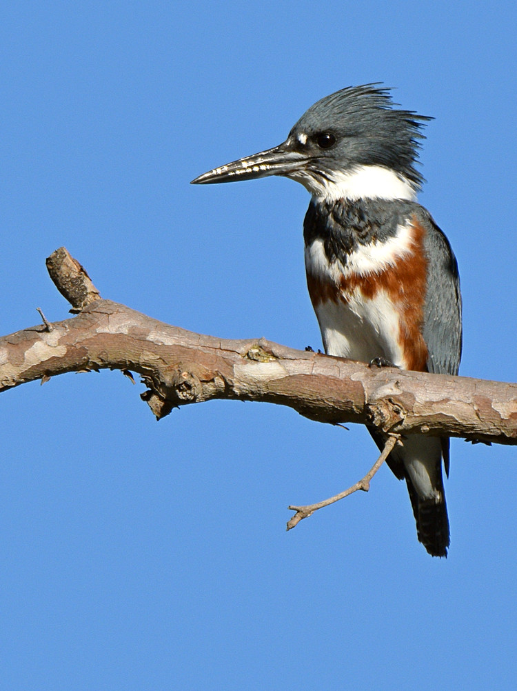 Kingfisher3.jpg