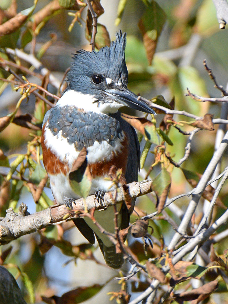 Kingfisher3.jpg
