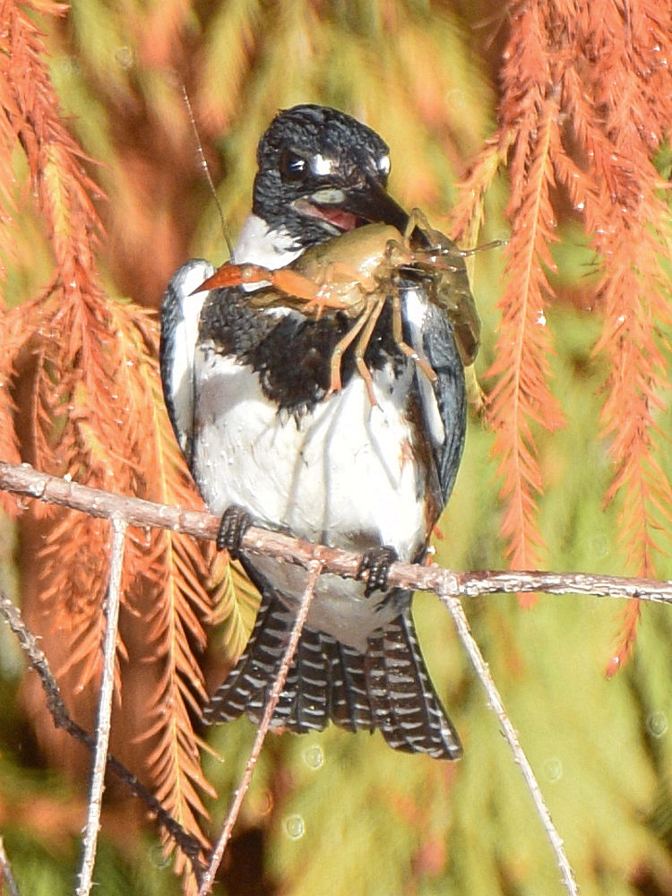 Kingfisher3.jpg