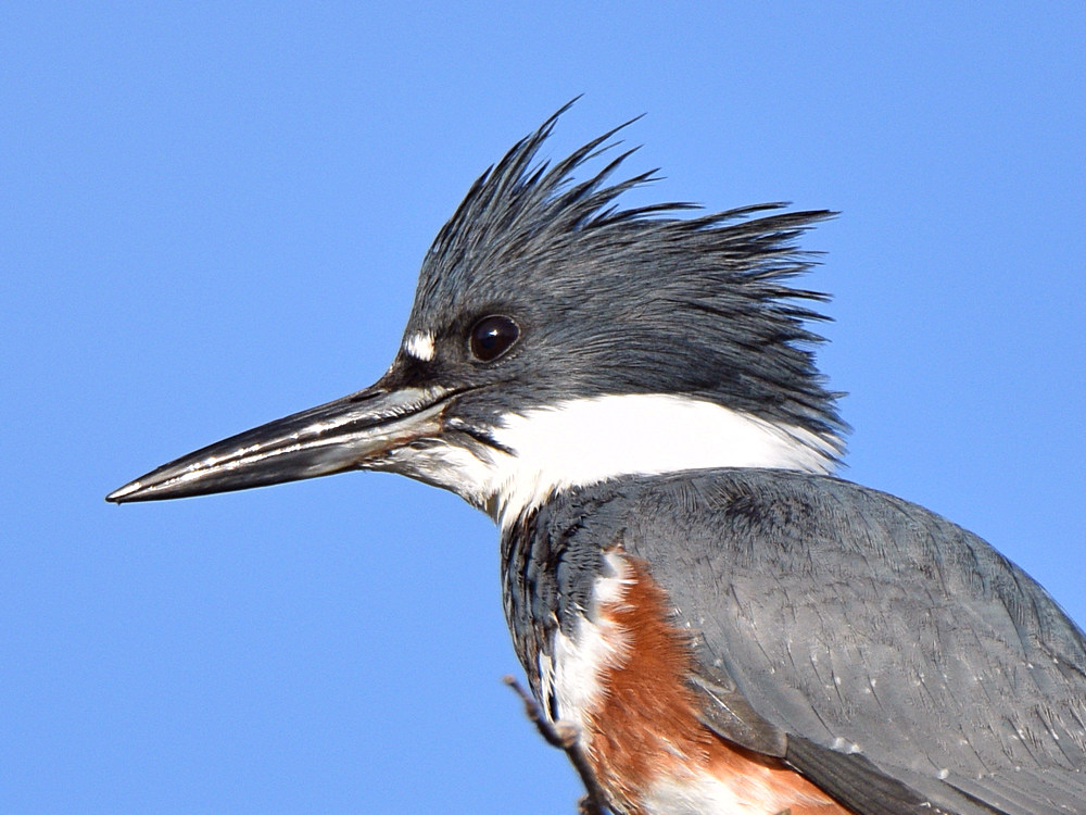 Kingfisher3.jpg