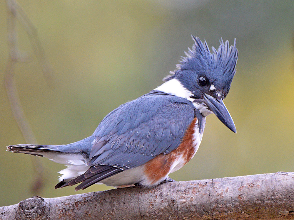 Kingfisher3.jpg