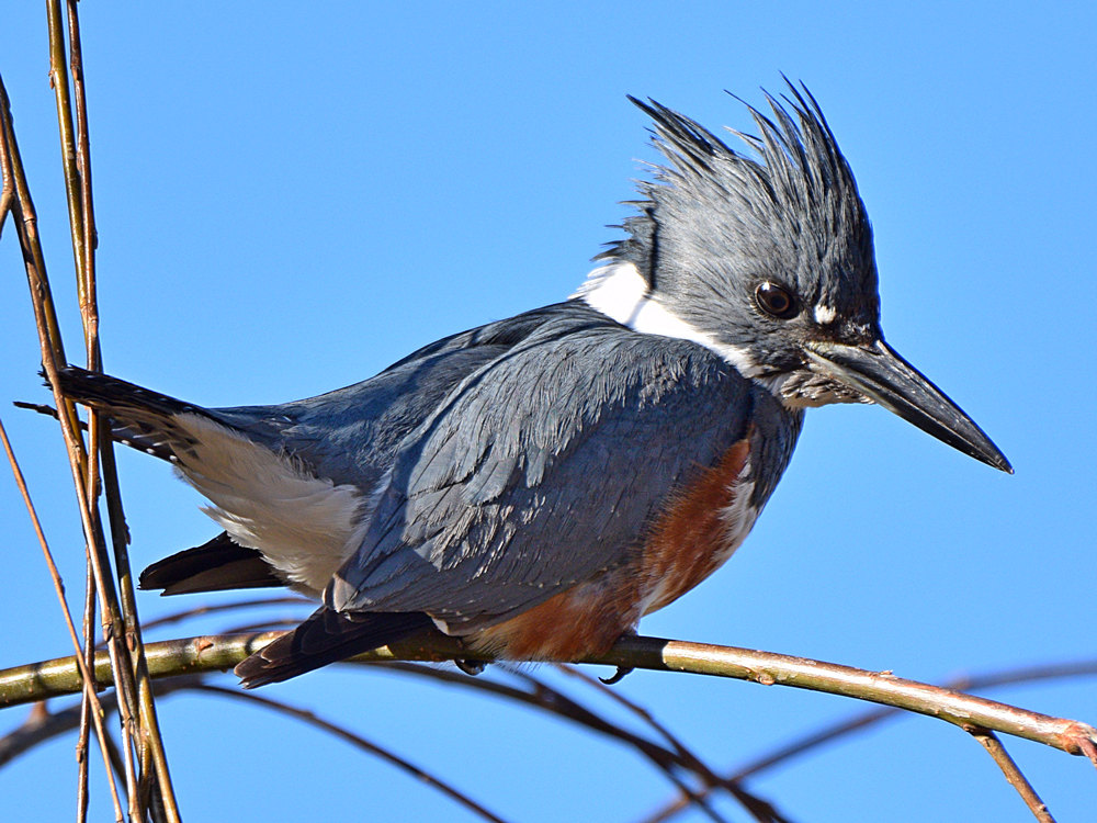 Kingfisher3.jpg