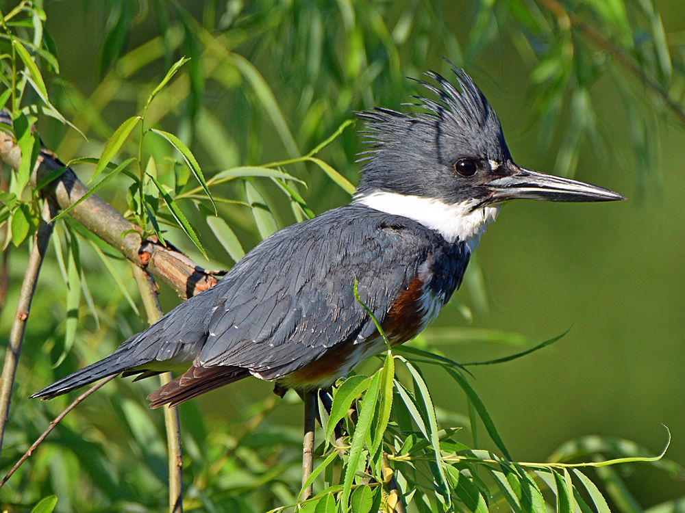 Kingfisher3.jpg