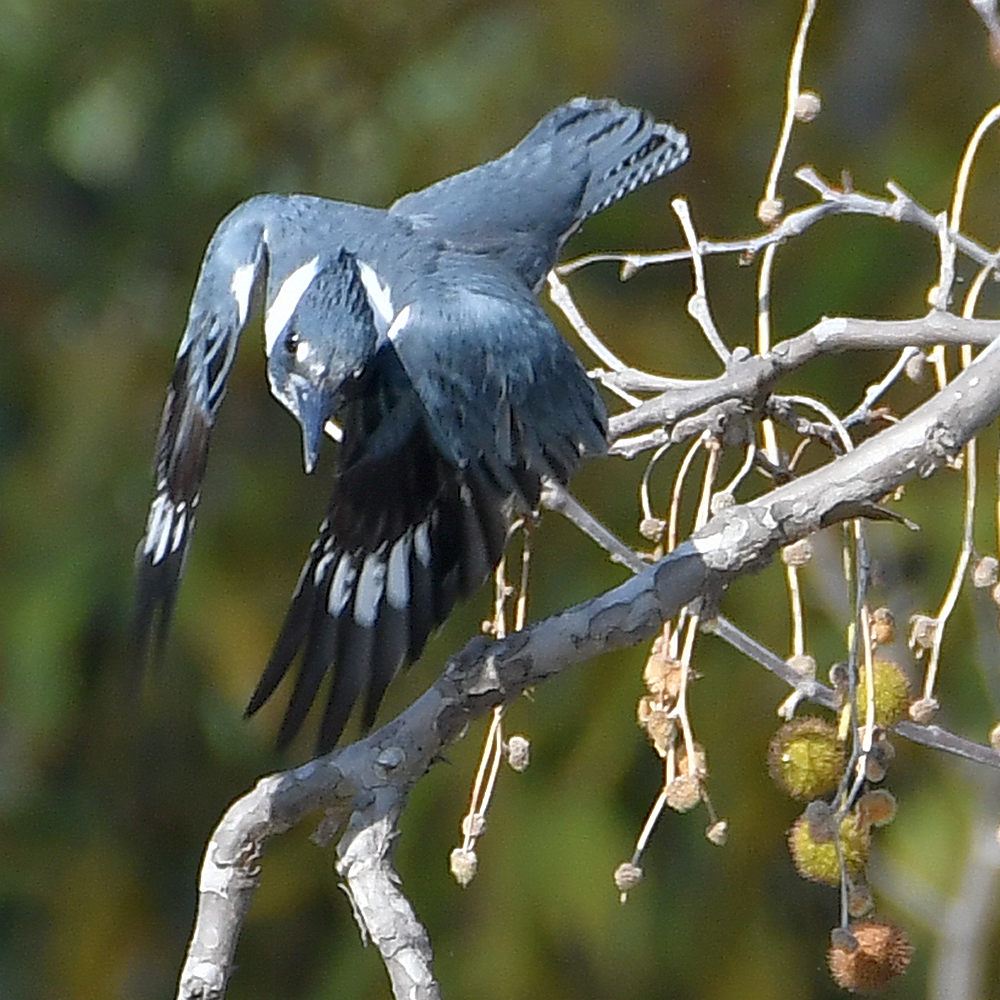Kingfisher3.jpg