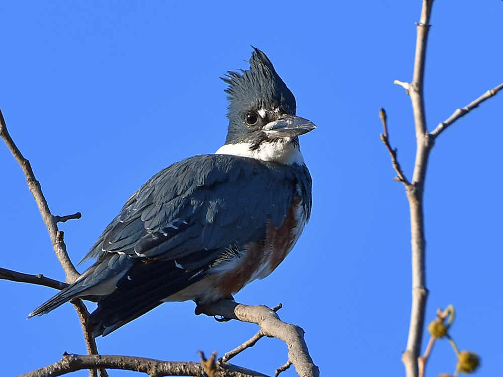 Kingfisher3.jpg