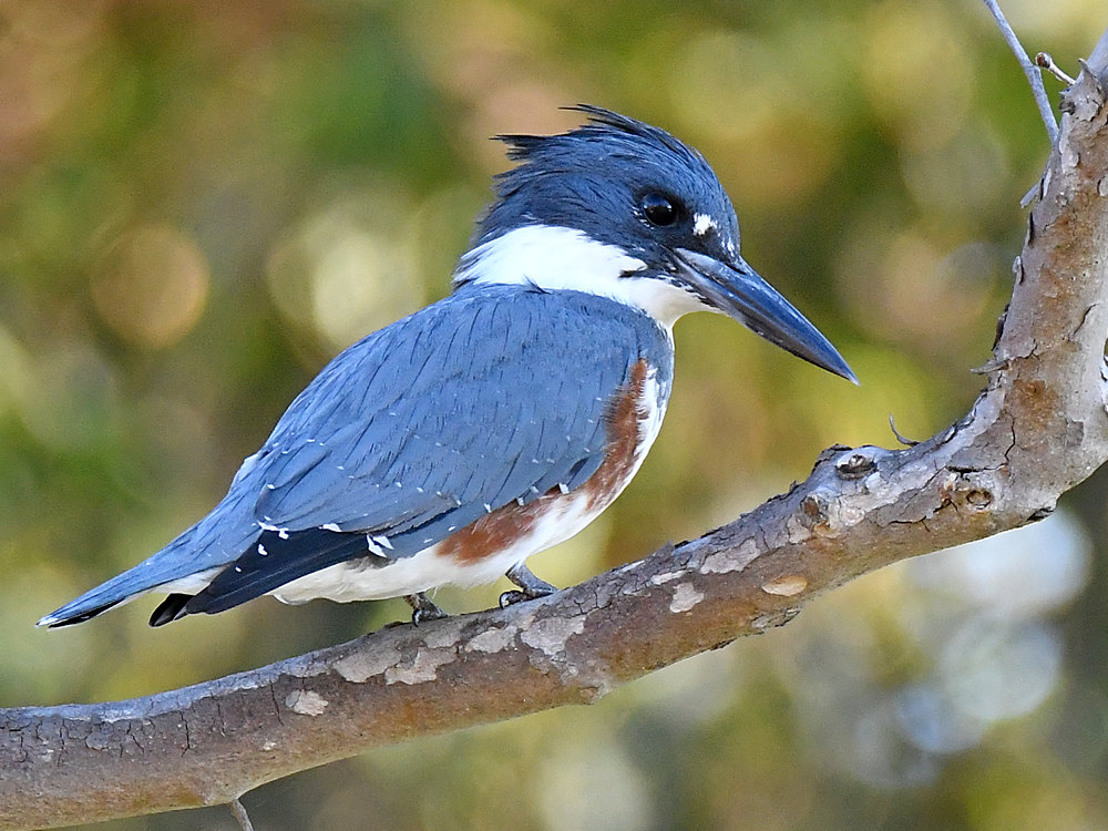 Kingfisher3.jpg