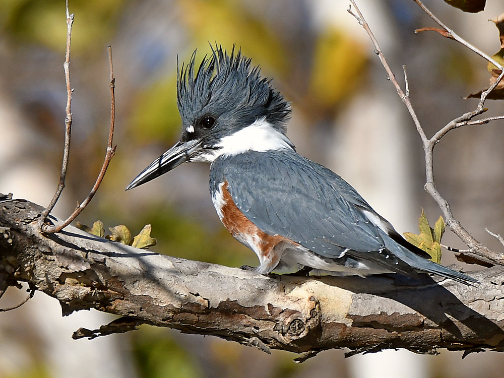 Kingfisher3.jpg