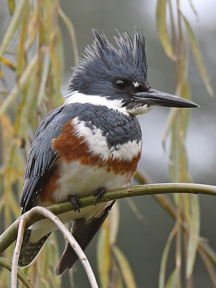 Kingfisher3.jpg