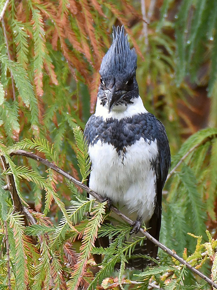 Kingfisher3.jpg