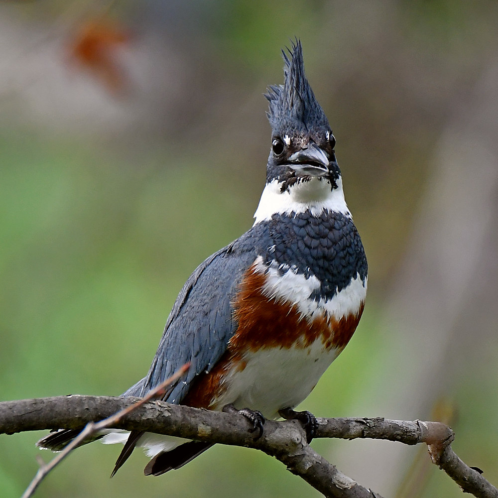 Kingfisher3.jpg