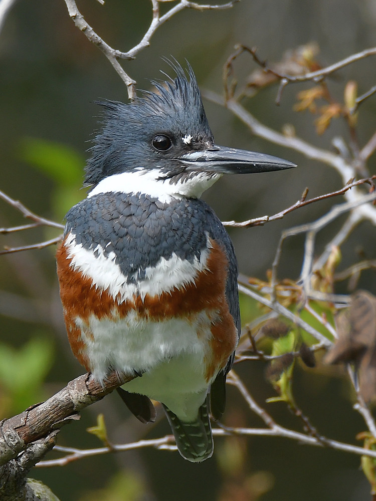 Kingfisher3.jpg
