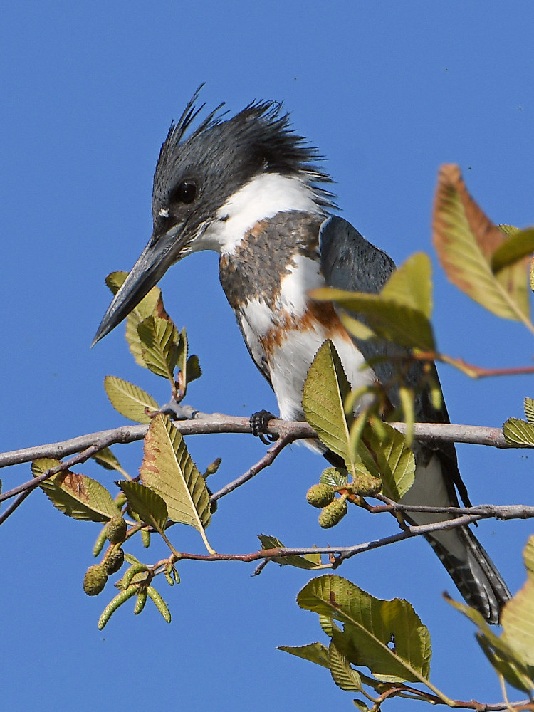 Kingfisher3.jpg